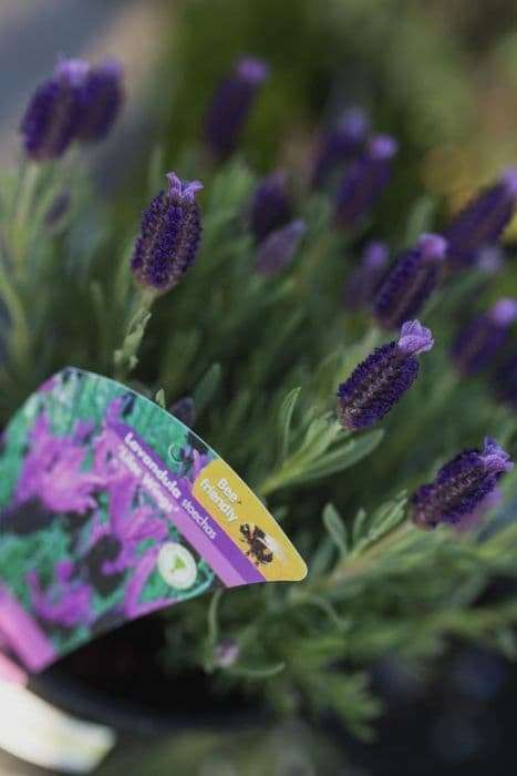French lavender [Lilac Wings]