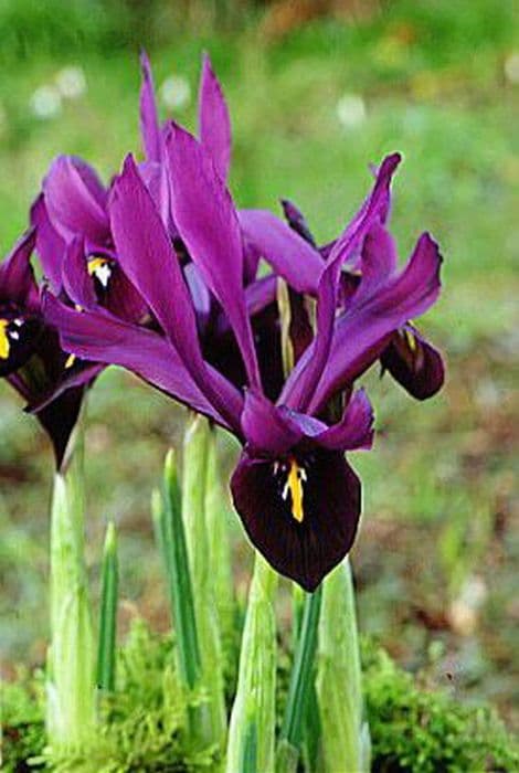 Iris 'George'