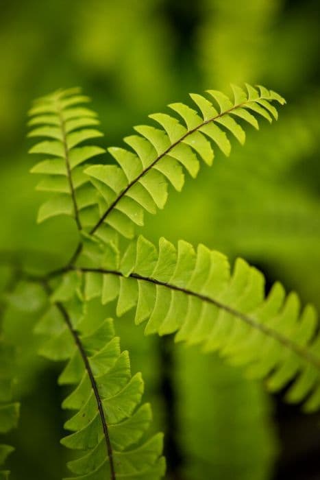 Aleutian maidenhair 'Imbricatum'