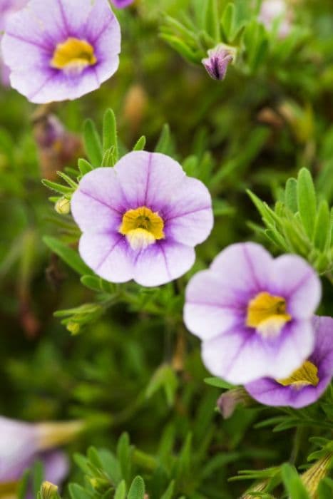 calibrachoa [Aloha Classic Blue Sky]