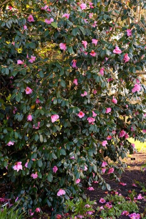 camellia 'November Pink'