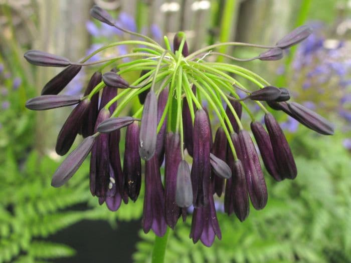 African lily 'Graskop'