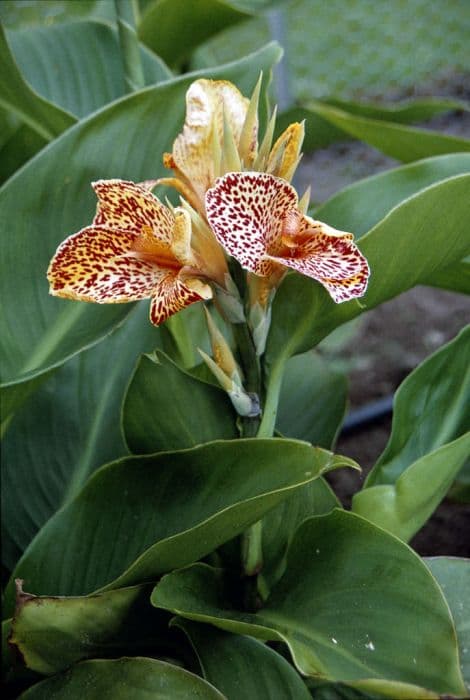 canna 'Picasso'