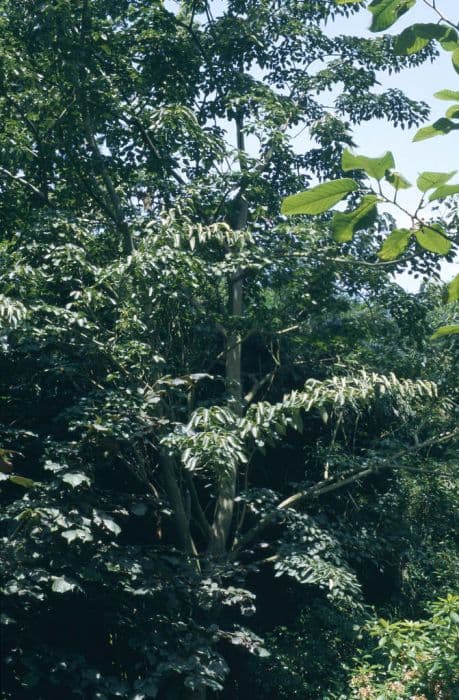 red snake-bark maple