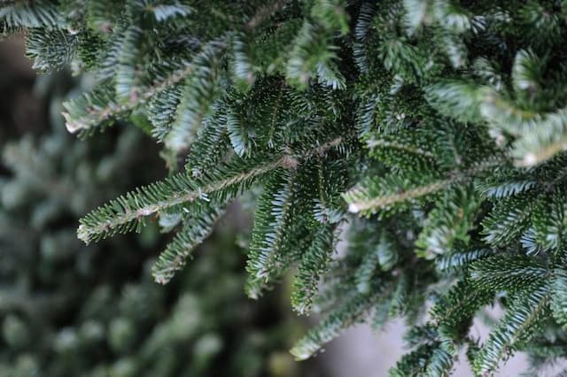 Fraser fir