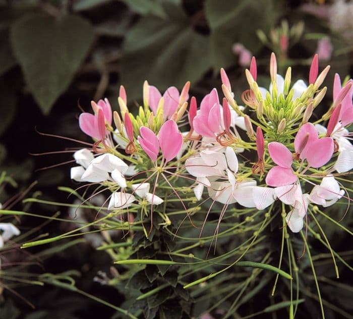 spider flower 'Rose Queen'