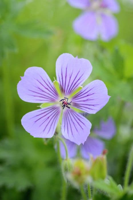 cranesbill 'Ushguli Grijs'