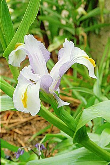 Magnificent iris