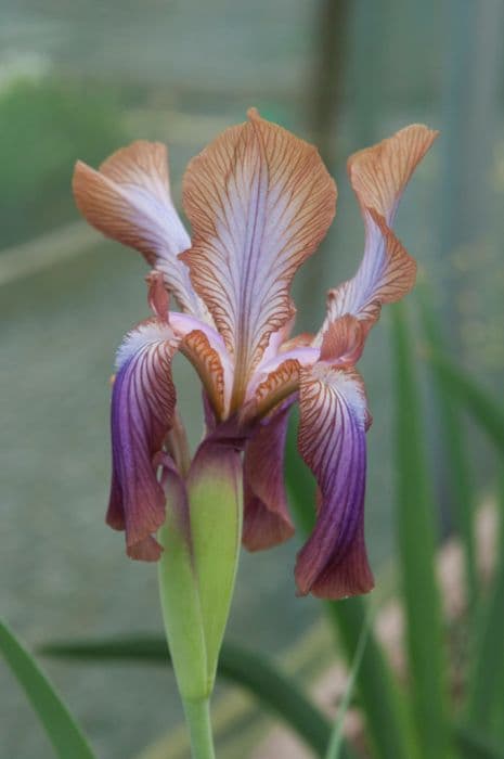 Stolon-spreading iris