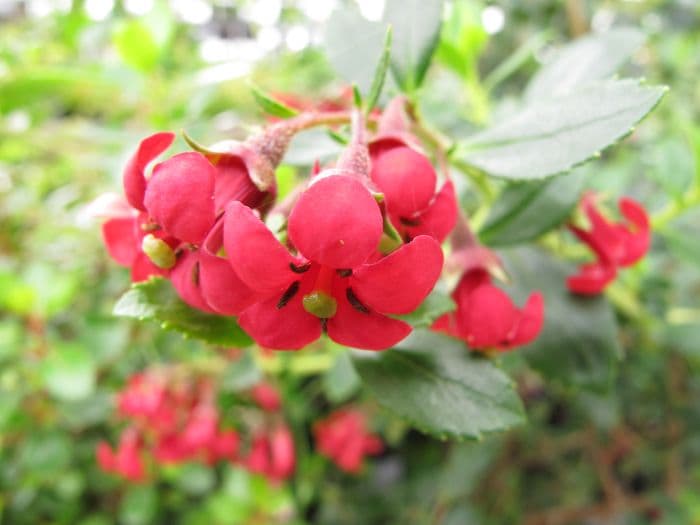 escallonia 'Red Elf'