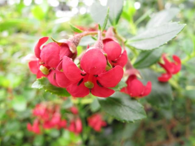 Escallonia 'Red Elf'