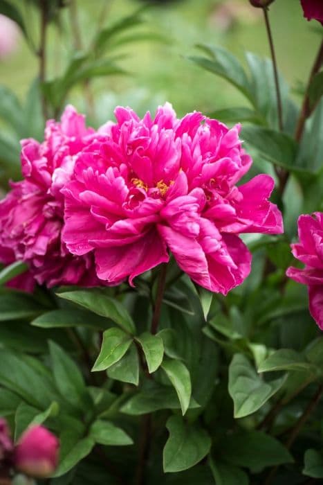 peony 'Victoire de la Marne'