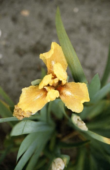 iris 'Morning's Blush'