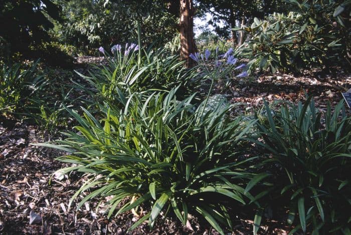 African lily 'Peter Pan'