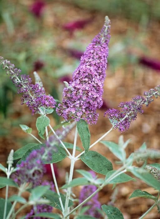 butterfly bush 'Southcombe Splendour'