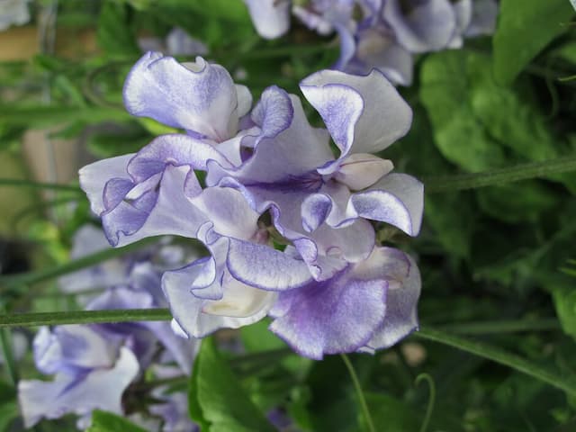 Sweet Pea 'Minuet Blue'