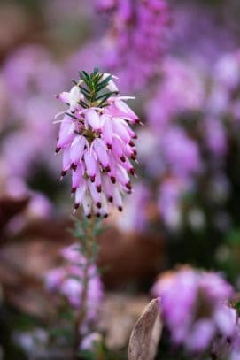 heather 'Springwood Pink'