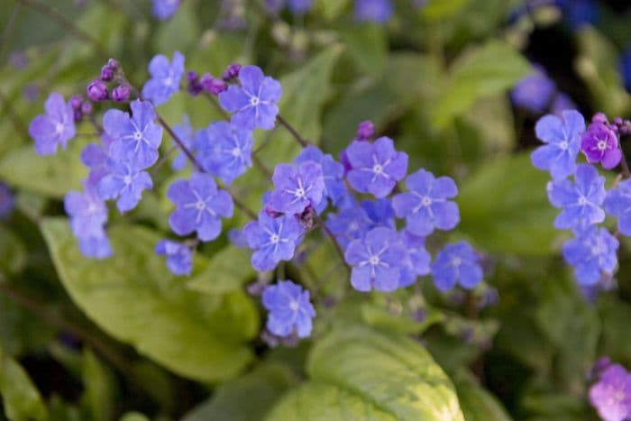 navelwort 'Cherry Ingram'