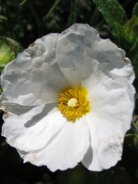 rock rose 'Thrive'