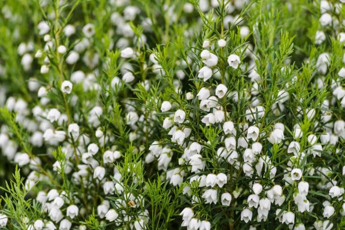 boronia 'Ice Charlotte'