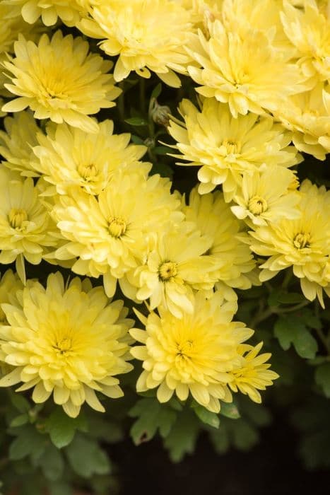 Chrysanthemum 'Aluga Yellow'