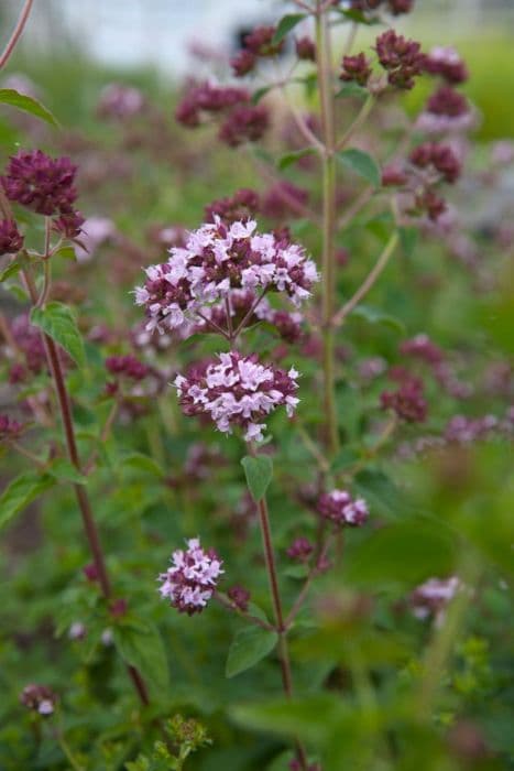 oregano