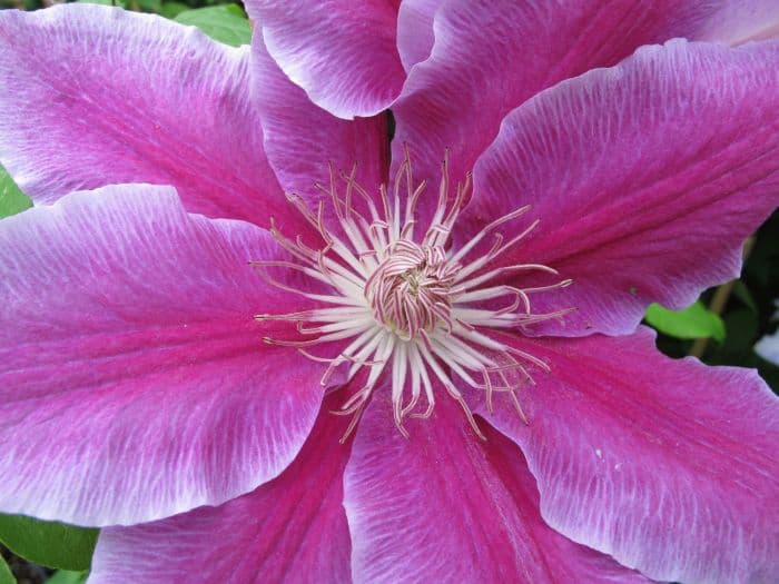 clematis 'Doctor Ruppel'