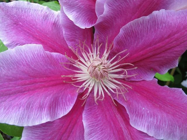 Clematis 'Doctor Ruppel'