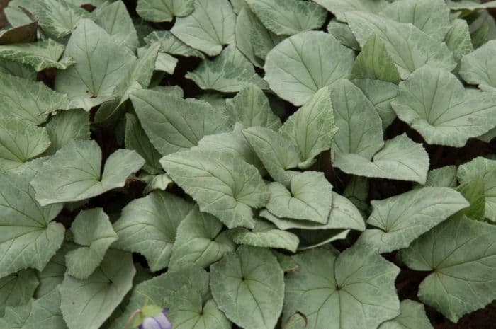 ivy-leaved cyclamen Silver-leaved Group