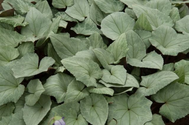 Ivy-leaved cyclamen Silver-leaved Group