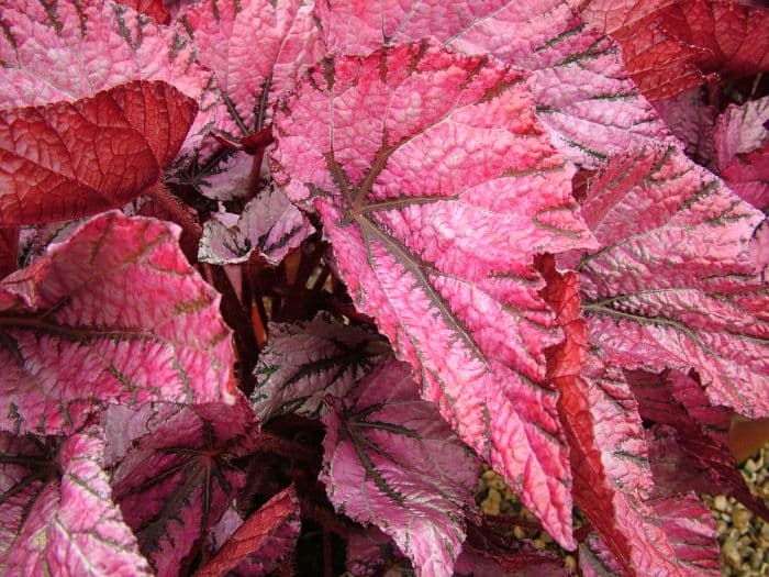 begonia 'David Blais'