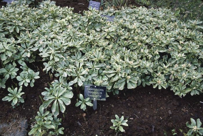 variegated Japanese spurge