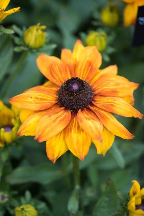 black-eyed Susan [Sunbeckia Alicia]