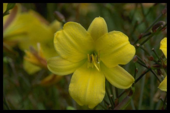 daylily 'Corky'