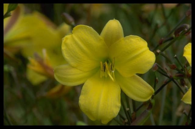 Daylily 'Corky'