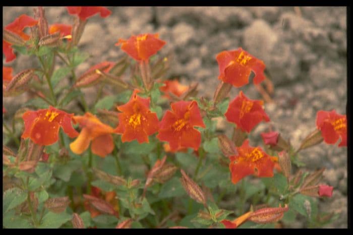 monkey flower 'Whitecroft Scarlet'