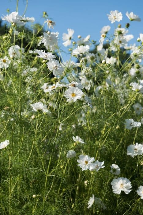 cosmea 'Psyche White'