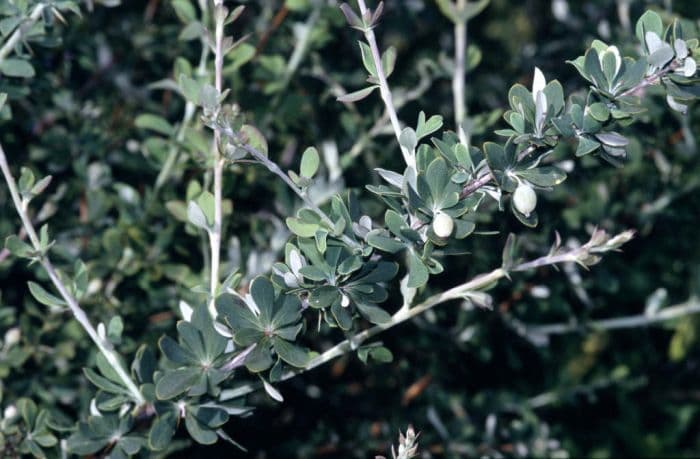 netleaf barberry