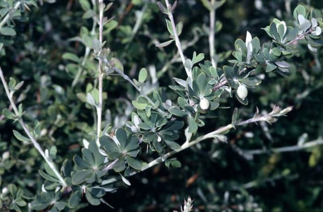 Netleaf barberry