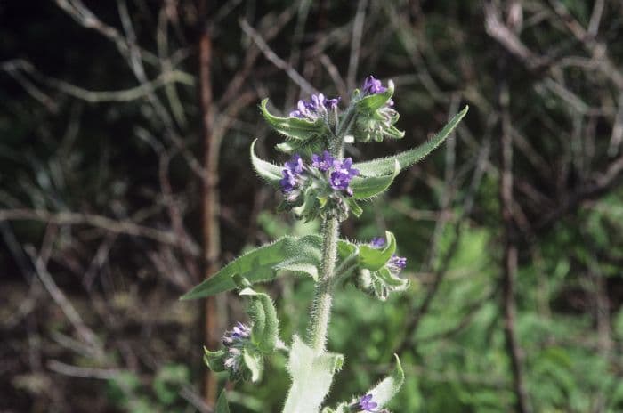 alkanet