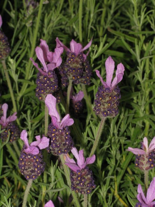 lavender 'Fathead'