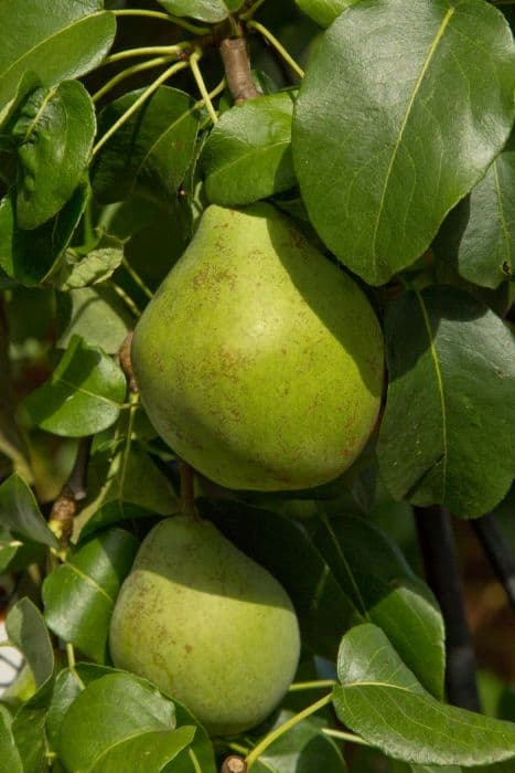 pear 'Glou Morceau'