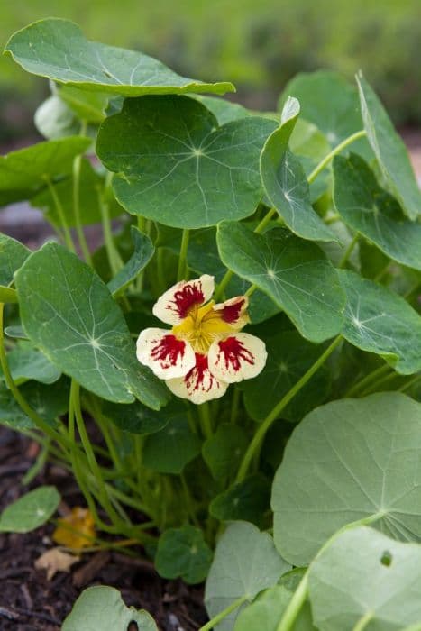 nasturtium 'Chameleon'