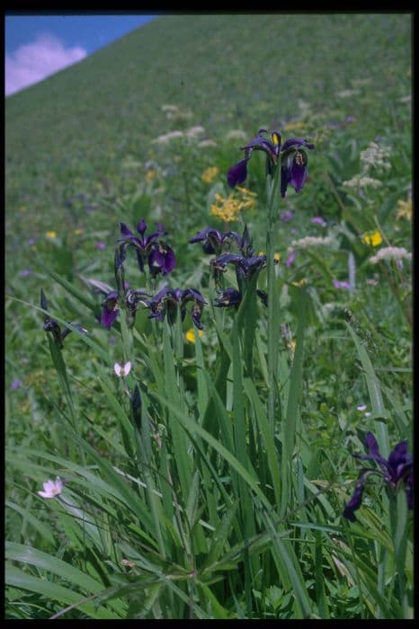 Gold-marked iris