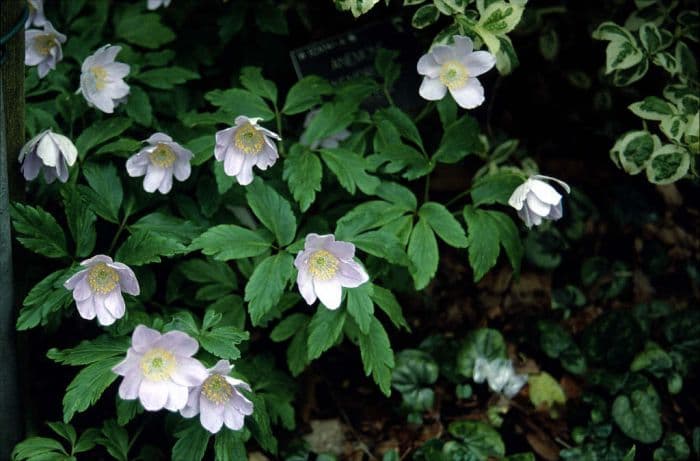 wood anemone 'Allenii'