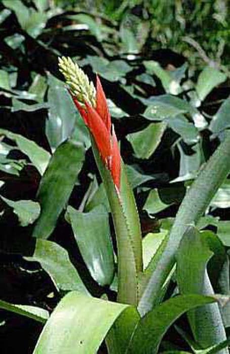 bare-stemmed aechmea