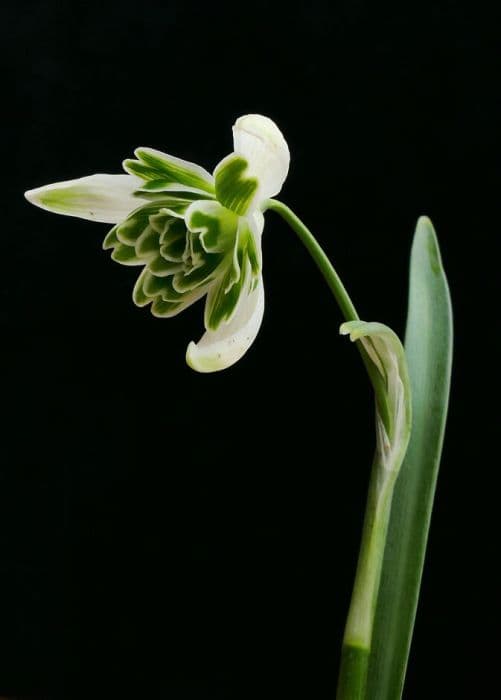 snowdrop 'Blewbury Tart'