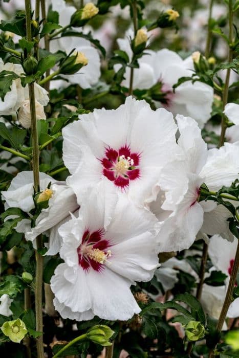 Rose of Sharon [Sup'Heart]