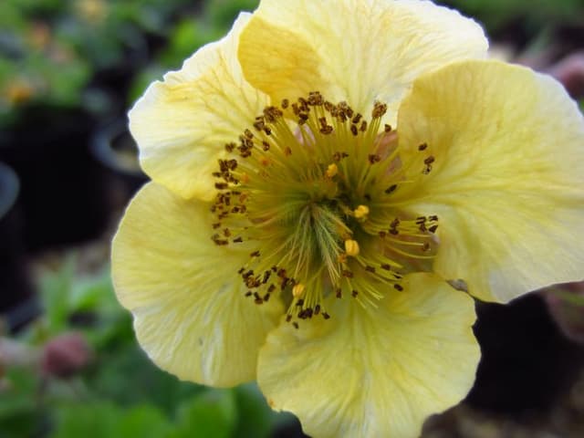 Avens 'Beech House Apricot'