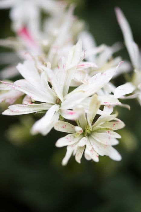 pelargonium 'Little Spikey'